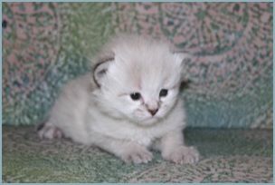 Female Siberian Kitten from Deedlebug Siberian